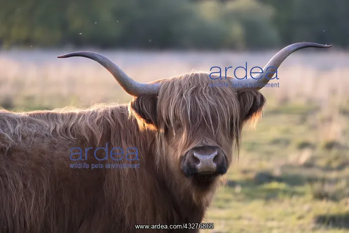 : Highland Cattle on grazing marsh at sunset - Norfolk : Highland Cattle on grazing marsh at sunset - Norfolk