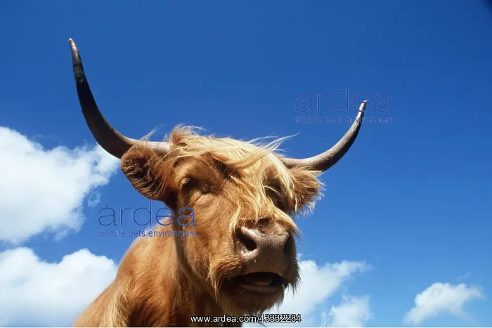 : HIGHLAND CATTLE - head, sky and clouds : HIGHLAND CATTLE - head, sky and clouds
