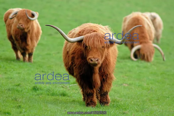 : Highland Cattle, herd, kept as pets, in pasture : Highland Cattle, herd, kept as pets, in pasture