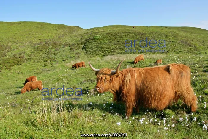 : Highland Cattle - herd on moorland : Highland Cattle - herd on moorland