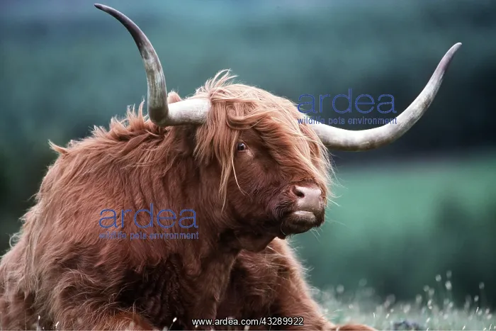 : HIGHLAND CATTLE - lying down : HIGHLAND CATTLE - lying down