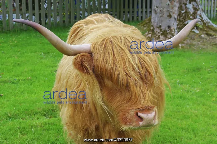: Highland-Cattle mit zottligem Fell und machtigen : Highland-Cattle mit zottligem Fell und machtigen
