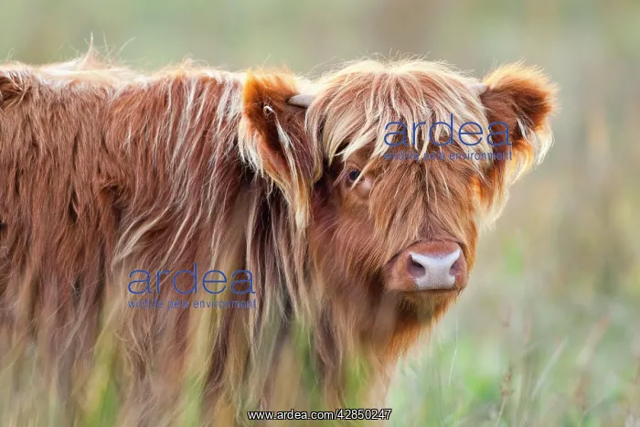  : Highland Cattle - Norfolk grazing marsh