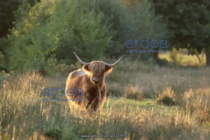 : Highland Cattle on Norfolk grazing marsh - Norfolk : Highland Cattle on Norfolk grazing marsh - Norfolk