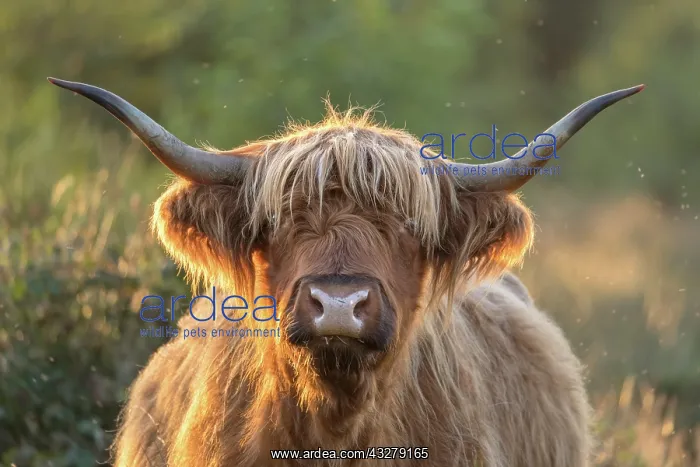 : Highland Cattle on Norfolk grazing marsh - Norfolk : Highland Cattle on Norfolk grazing marsh - Norfolk