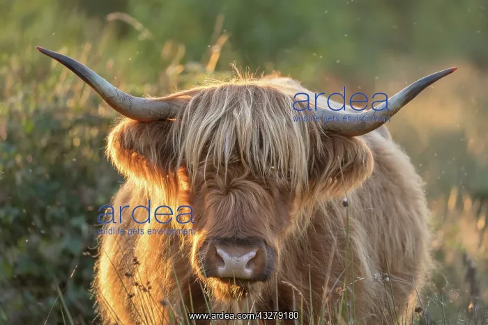 : Highland Cattle on Norfolk grazing marsh - Norfolk : Highland Cattle on Norfolk grazing marsh - Norfolk