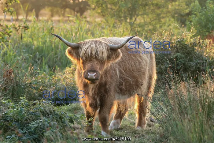 : Highland Cattle on Norfolk grazing marsh - Norfolk : Highland Cattle on Norfolk grazing marsh - Norfolk
