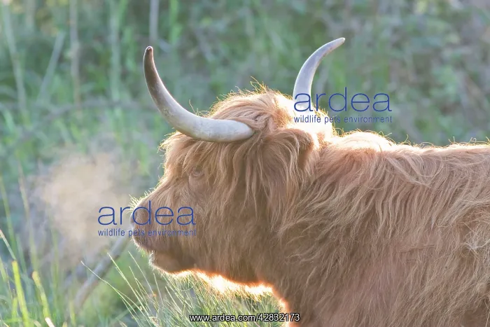 : Highland Cattle - Portrait with condensing breath : Highland Cattle - Portrait with condensing breath