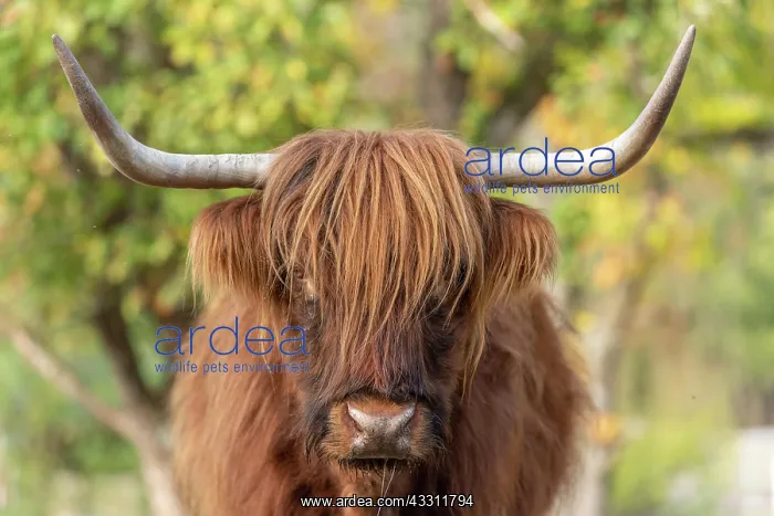 : Highland cattle portrait in a pasture in the french : Highland cattle portrait in a pasture in the french