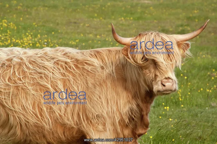 : Highland cattle - Portrait showing head and shoulders : Highland cattle - Portrait showing head and shoulders
