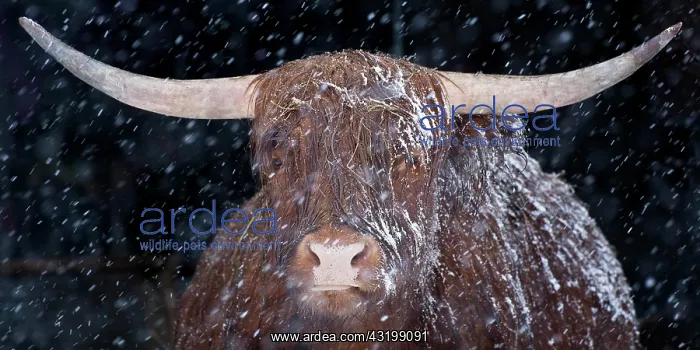 : Highland cattle, portrait, snowstorm, Neustift : Highland cattle, portrait, snowstorm, Neustift