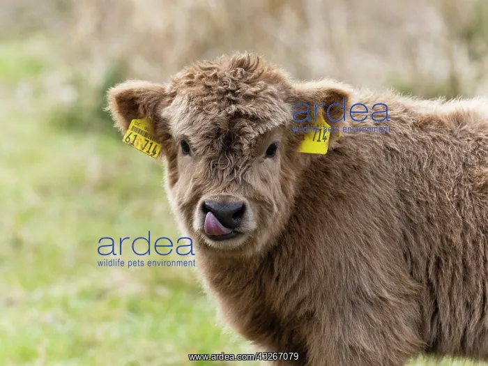 : Highland Cattle - portrit of calf with tags on ears : Highland Cattle - portrit of calf with tags on ears