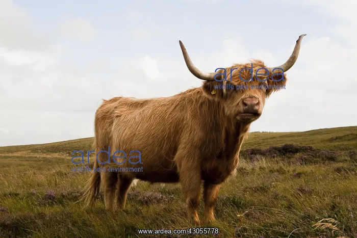 : Highland cattle in Scotland : Highland cattle in Scotland