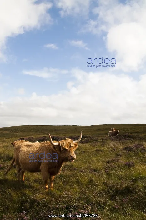 : Highland cattle in Scotland : Highland cattle in Scotland