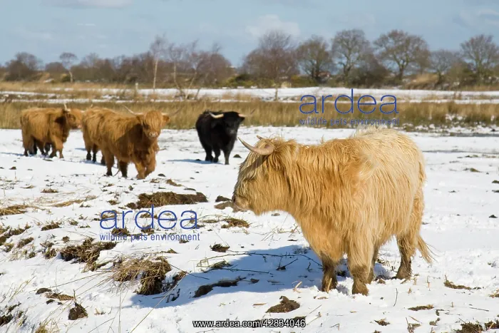  : Highland Cattle - in snow covered field Norfolk
