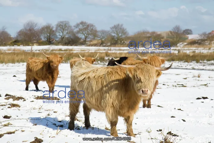  : Highland Cattle - in snow covered field Norfolk