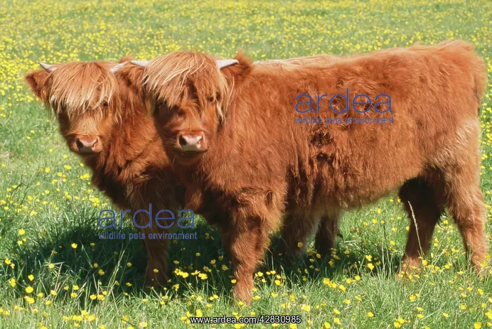 : Highland CATTLE - two standing in buttercup meadow : Highland CATTLE - two standing in buttercup meadow