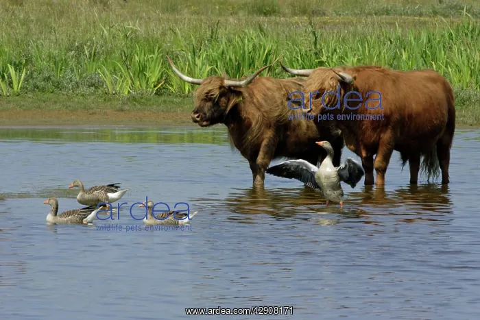 : Highland Cattle - standing in lake with Greylag : Highland Cattle - standing in lake with Greylag