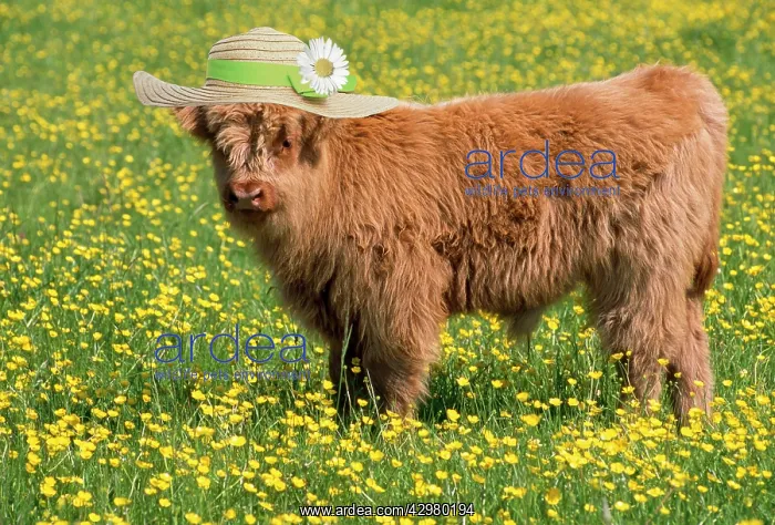 : Highland Cattle, wearing straw hat : Highland Cattle, wearing straw hat