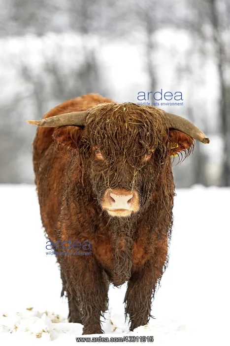 : Highland cattle on winter pasture, Germany, Europe : Highland cattle on winter pasture, Germany, Europe