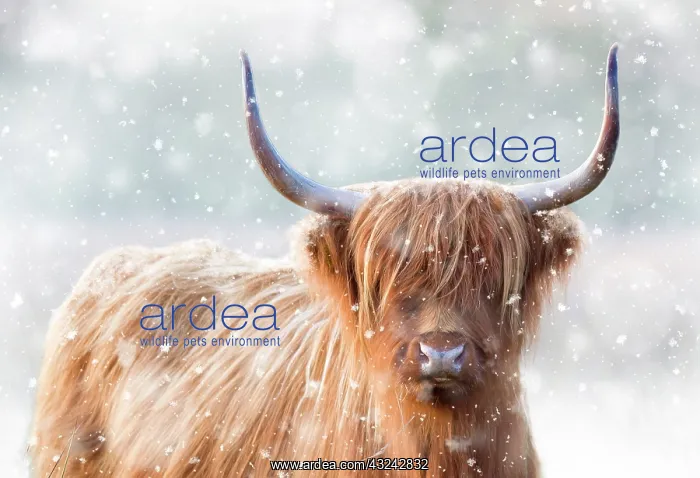 : Highland Cattle - in winter snow : Highland Cattle - in winter snow