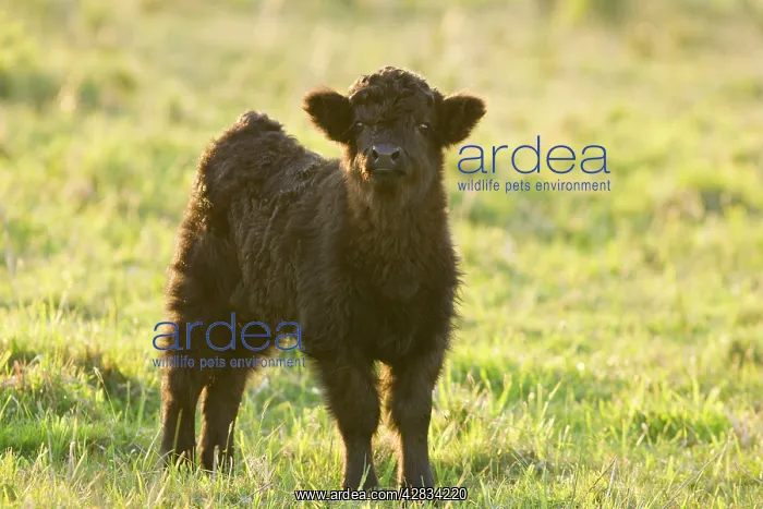  : Highland Cattle - young