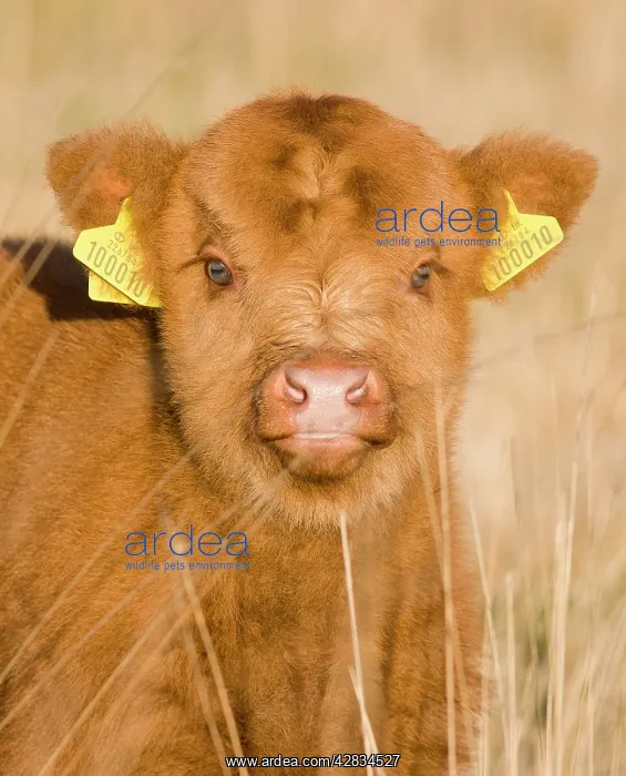 : Highland Cattle - young with tags on ears : Highland Cattle - young with tags on ears