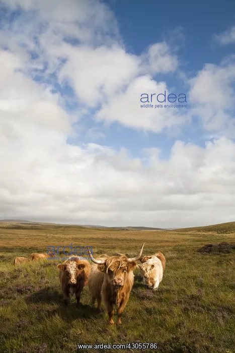: Highland cattles in Scotland : Highland cattles in Scotland