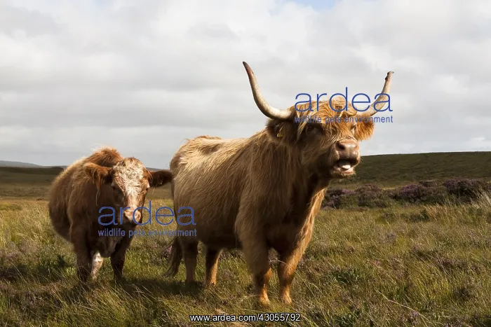 : Highland cattles in Scotland : Highland cattles in Scotland