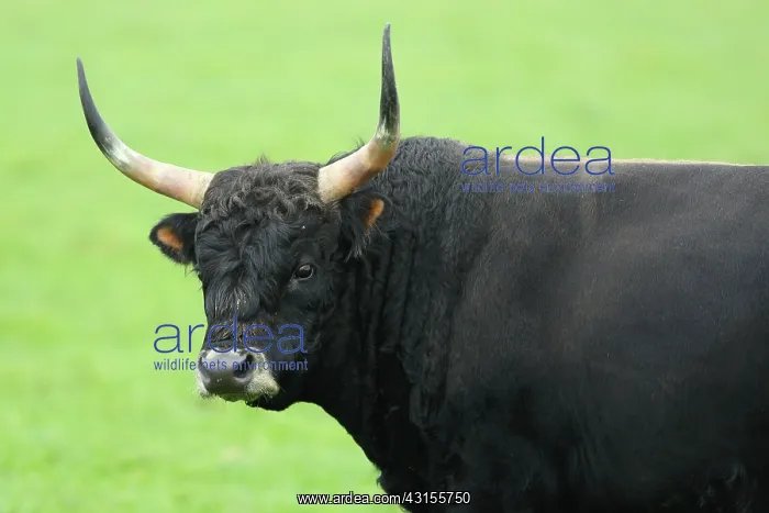 : Highland Cow : Highland Cow