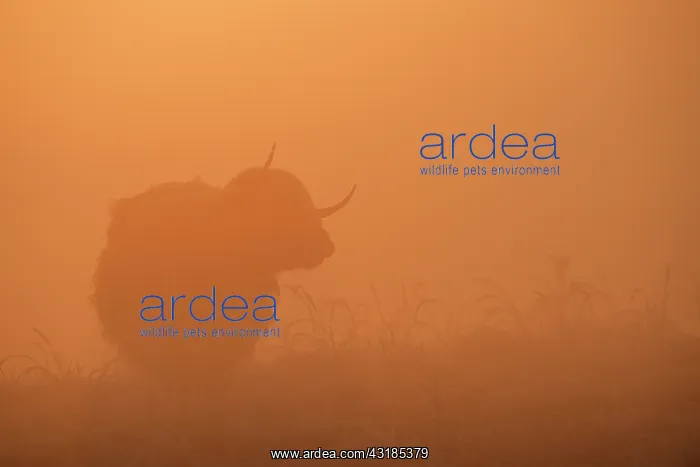 : Highland Cow : Highland Cow