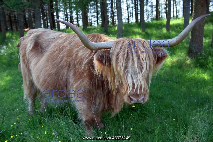 : Highland Cow : Highland Cow