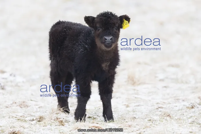 : Highland cow - black calf on snow covered field : Highland cow - black calf on snow covered field