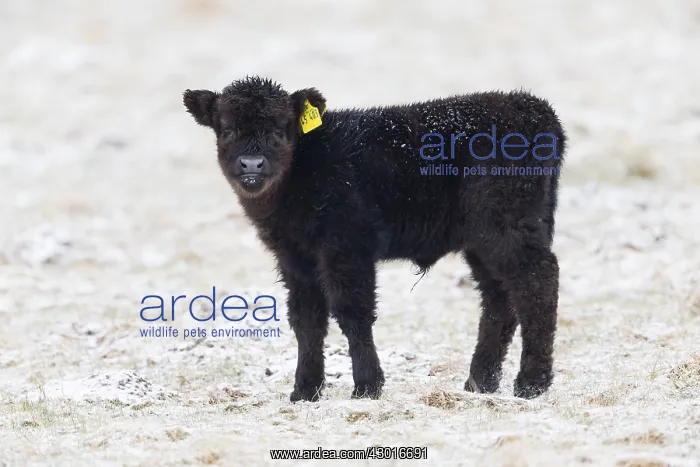 : Highland cow - black calf on snow covered field : Highland cow - black calf on snow covered field