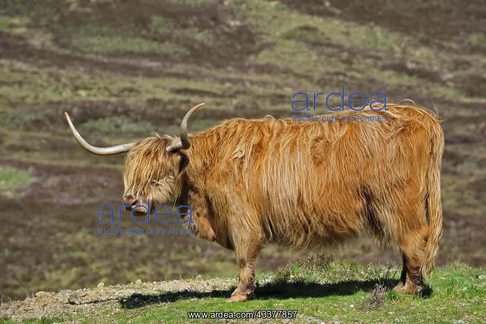 : Highland cow (Bos taurus) portrait in the Scottish : Highland cow (Bos taurus) portrait in the Scottish