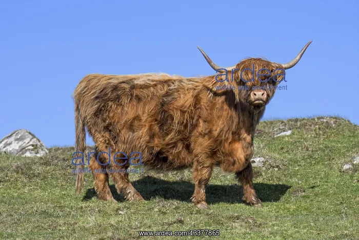 : Highland cow (Bos taurus) portrait in the Scottish : Highland cow (Bos taurus) portrait in the Scottish