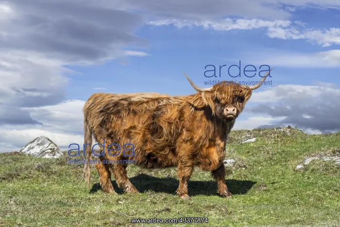 : Highland cow (Bos taurus) portrait in the Scottish : Highland cow (Bos taurus) portrait in the Scottish