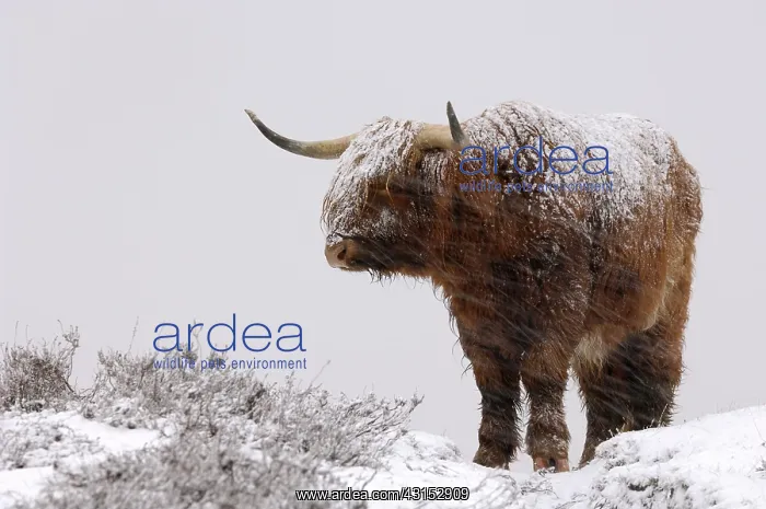  : Zebu. Highland Cow (Bos taurus) in a snow storm
