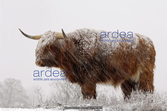 : Zebu. Highland Cow (Bos taurus) in a snow storm : Zebu. Highland Cow (Bos taurus) in a snow storm