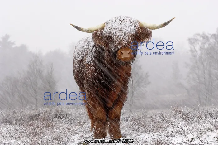 : Zebu. Highland Cow (Bos taurus) in a snow storm : Zebu. Highland Cow (Bos taurus) in a snow storm