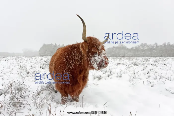 : Zebu. Highland Cow (Bos Taurus) standing in snow covered heath : Zebu. Highland Cow (Bos Taurus) standing in snow covered heath