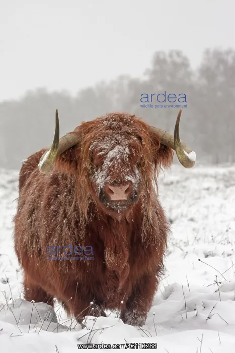 : Zebu. Highland Cow (Bos Taurus) standing in snow covered heath : Zebu. Highland Cow (Bos Taurus) standing in snow covered heath