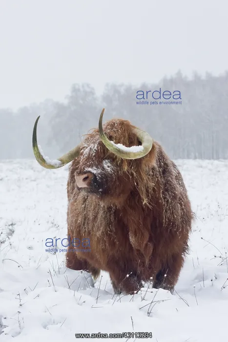 : Zebu. Highland Cow (Bos Taurus) standing in snow-covered heathland : Zebu. Highland Cow (Bos Taurus) standing in snow-covered heathland