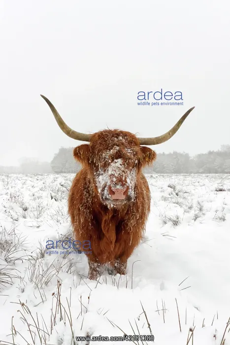 : Zebu. Highland Cow (Bos Taurus) standing in snow-covered heathland : Zebu. Highland Cow (Bos Taurus) standing in snow-covered heathland