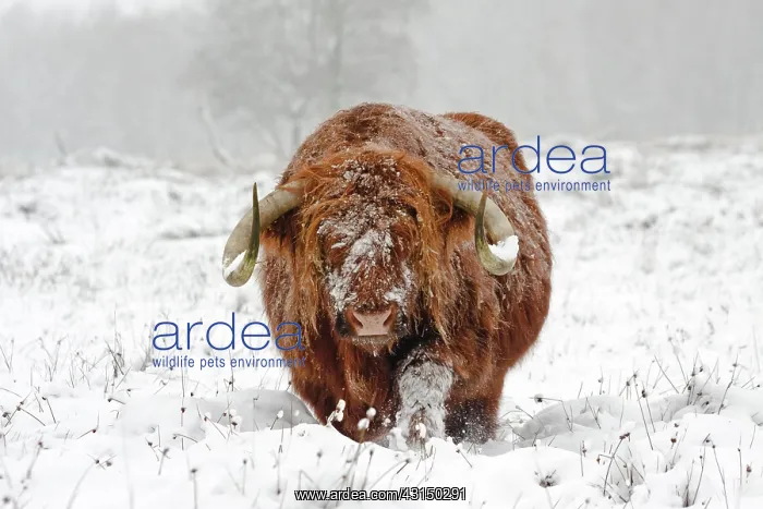 : Zebu. Highland Cow (Bos Taurus) walking in snow-covered landscpae : Zebu. Highland Cow (Bos Taurus) walking in snow-covered landscpae