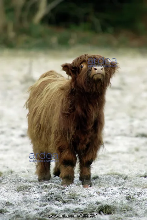 : Highland Cow - Calf being inquisitive : Highland Cow - Calf being inquisitive