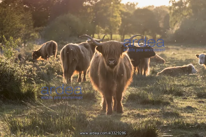: Highland Cow on grazing marsh at sunset - Norfolk : Highland Cow on grazing marsh at sunset - Norfolk