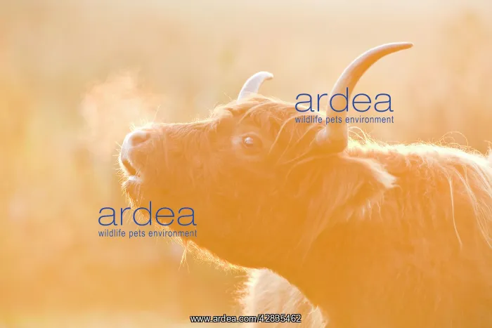 : Highland Cow - misted breath at sunset : Highland Cow - misted breath at sunset