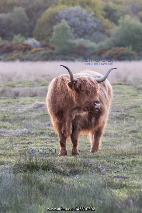 : Highland Cow on Norfolk grazing marsh - Norfolk : Highland Cow on Norfolk grazing marsh - Norfolk