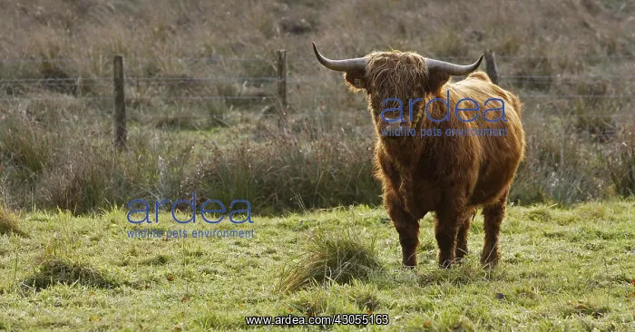 : Highland cow in the Normandy Manche France : Highland cow in the Normandy Manche France